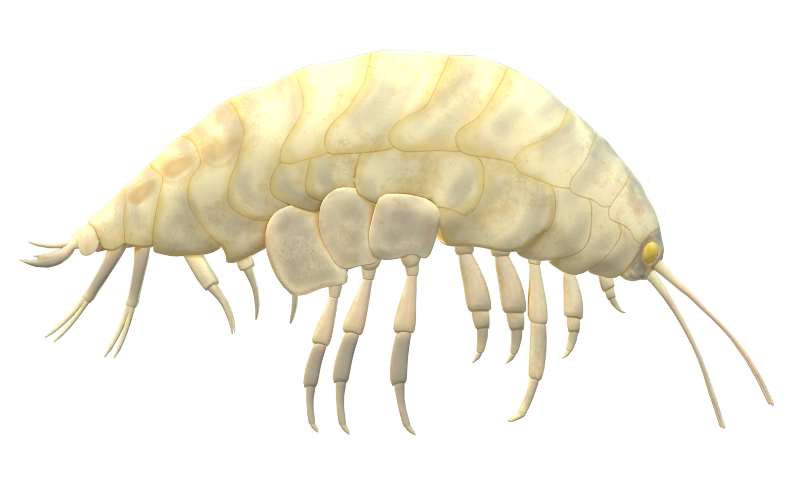 Amphipod