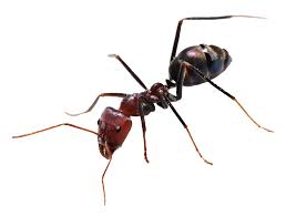 Ants