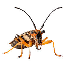 Assassin bugs