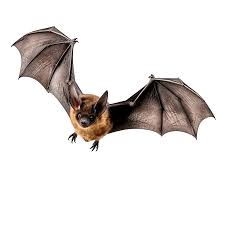 Bats
