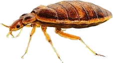 Bed bugs