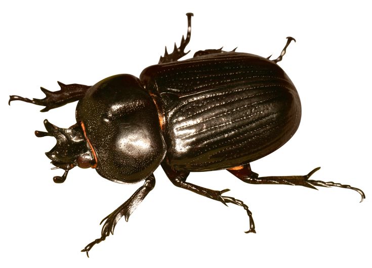 Beetles