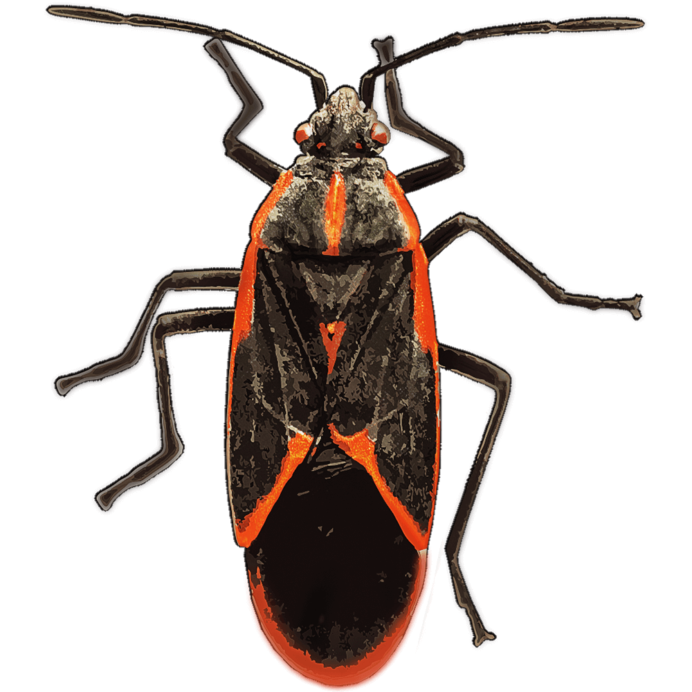 Boxelder bugs