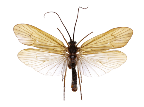 Caddisfly