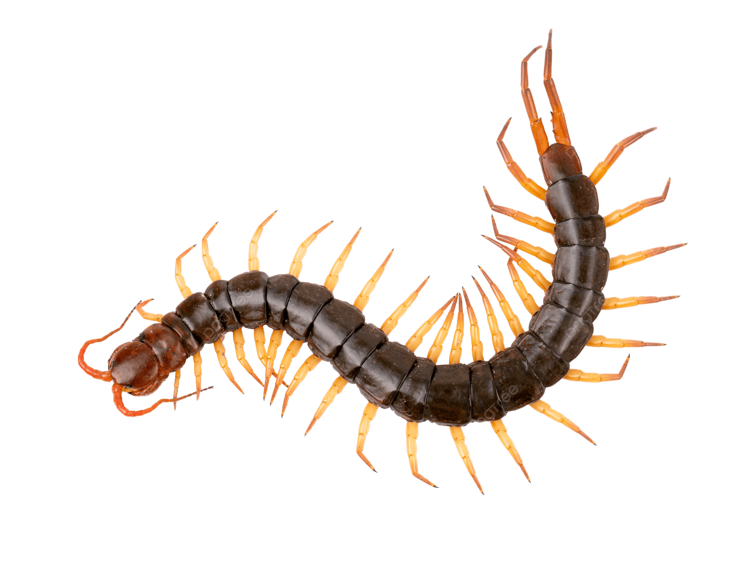 Centipedes