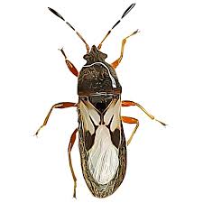 Chinch bug