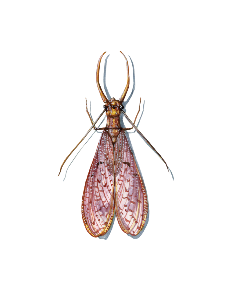 Dobsonfly