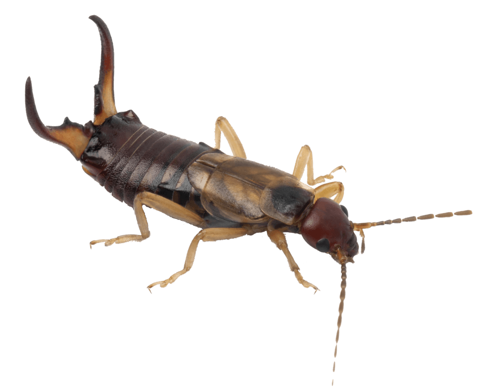 Earwigs