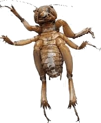 Jerusalem Cricket