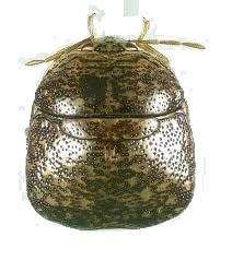 Kudzu Bug