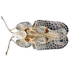 Lace Bug