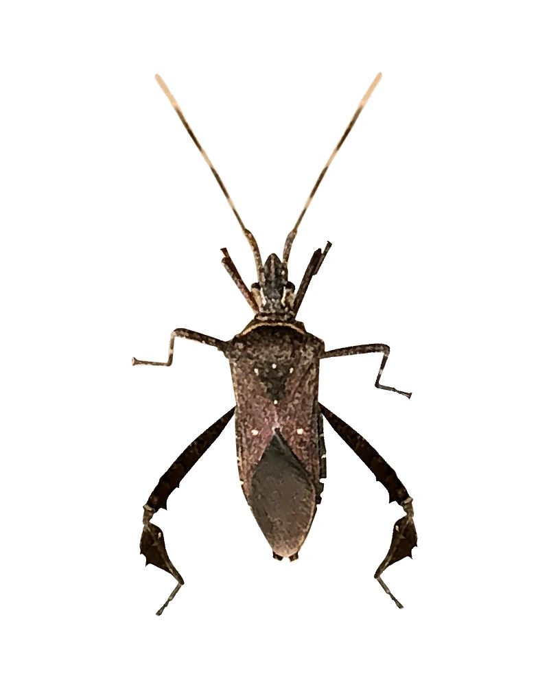 Leaf-footed Bug