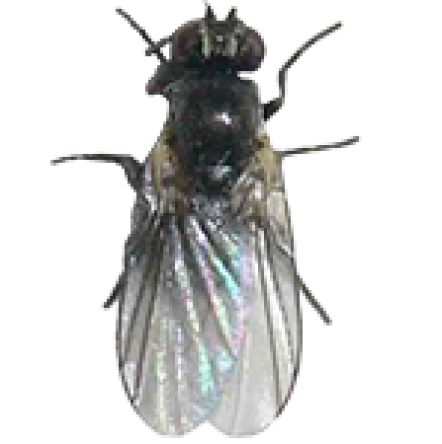 Leaf Miner