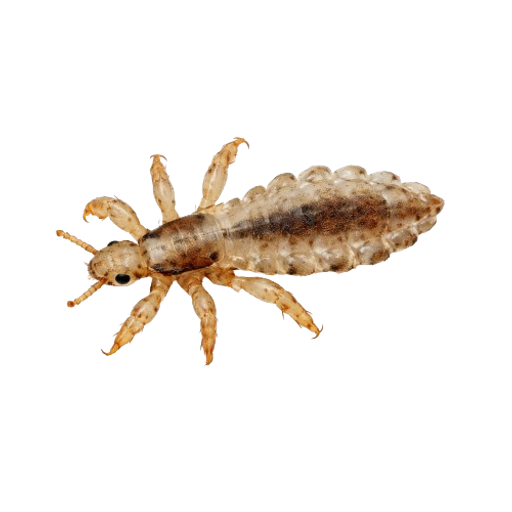 Lice