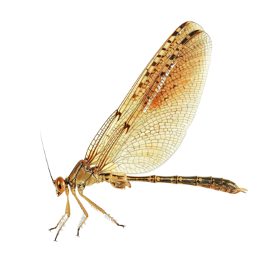 Mayfly