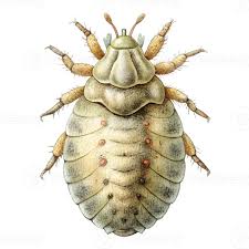 Mealybug