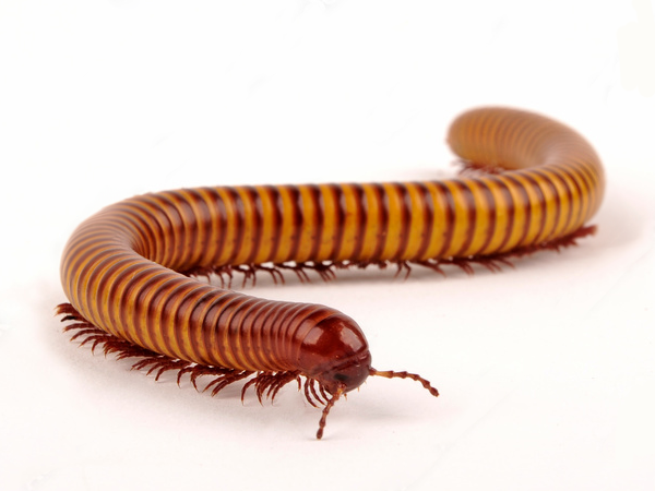 Millipedes