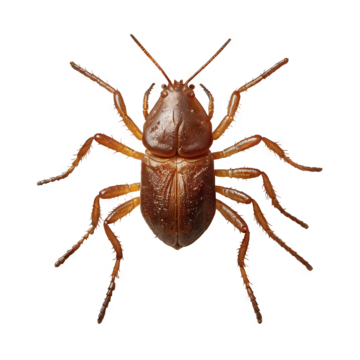 Mites
