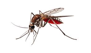 Mosquitoes