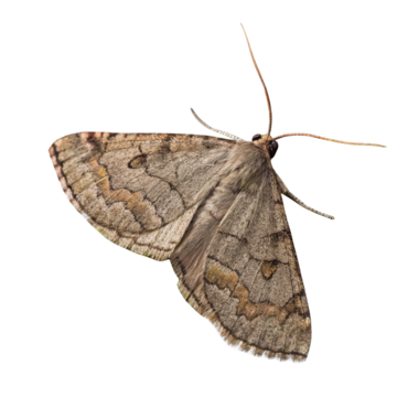 Moths