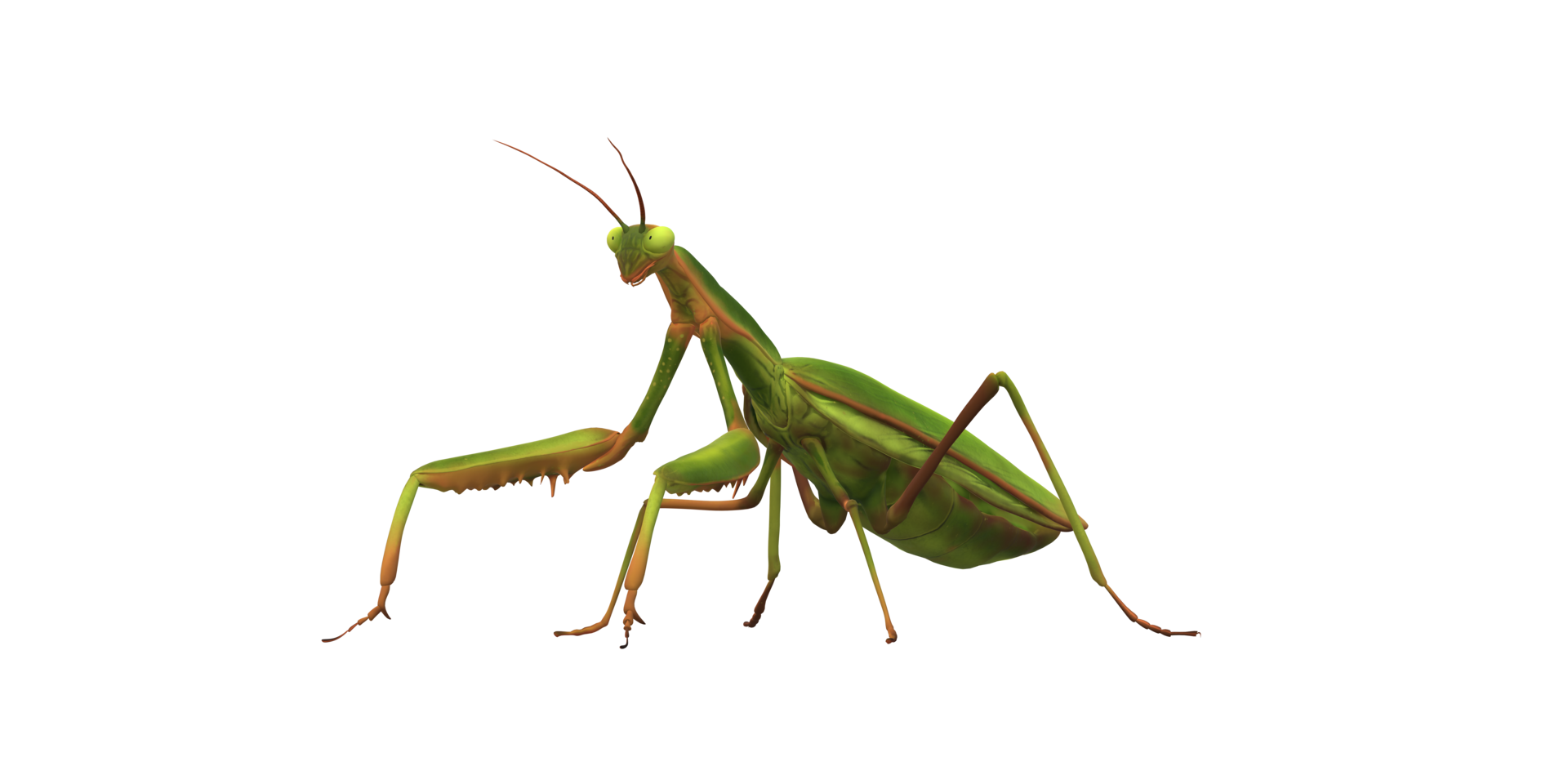Praying Mantis