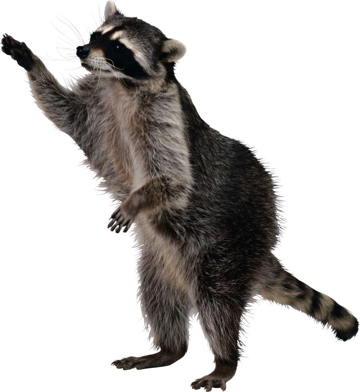 Raccoon