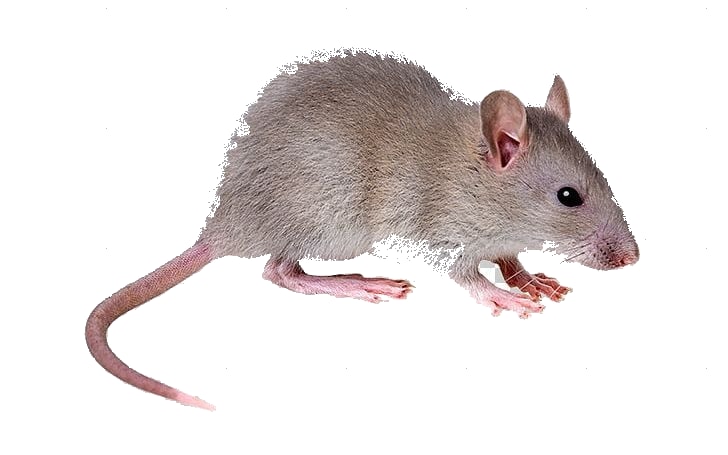 Rodents