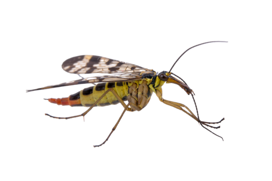 Scorpion Fly