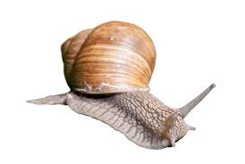 Snail & Slug