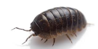 Sowbugs