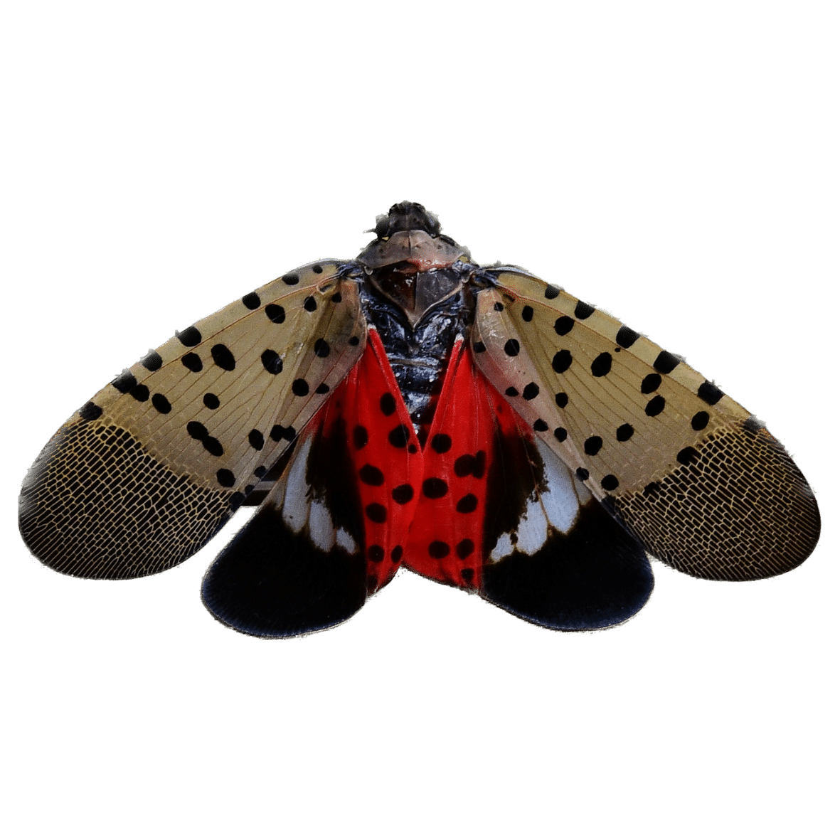 Spotted Lanternfly