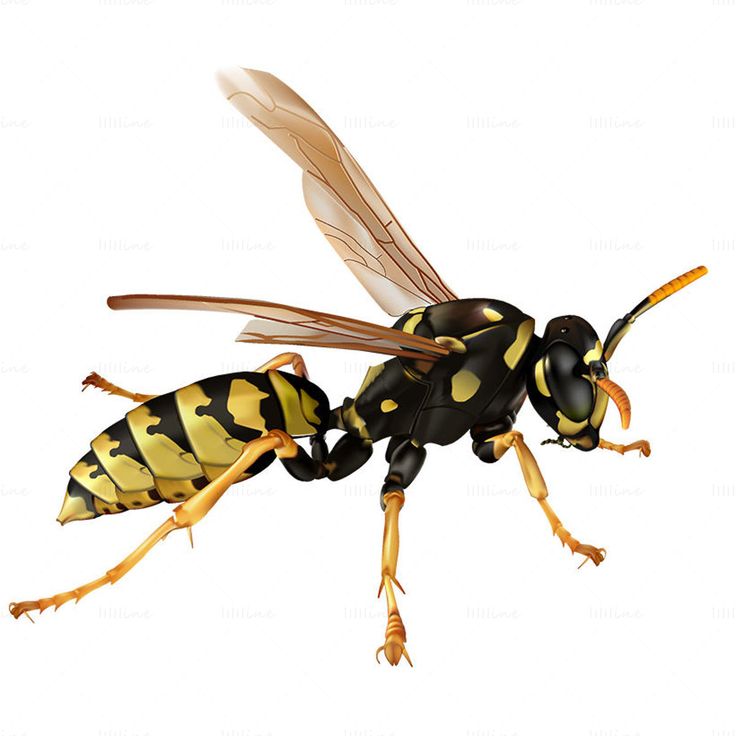 Stinging Pest