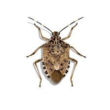 Stink Bugs