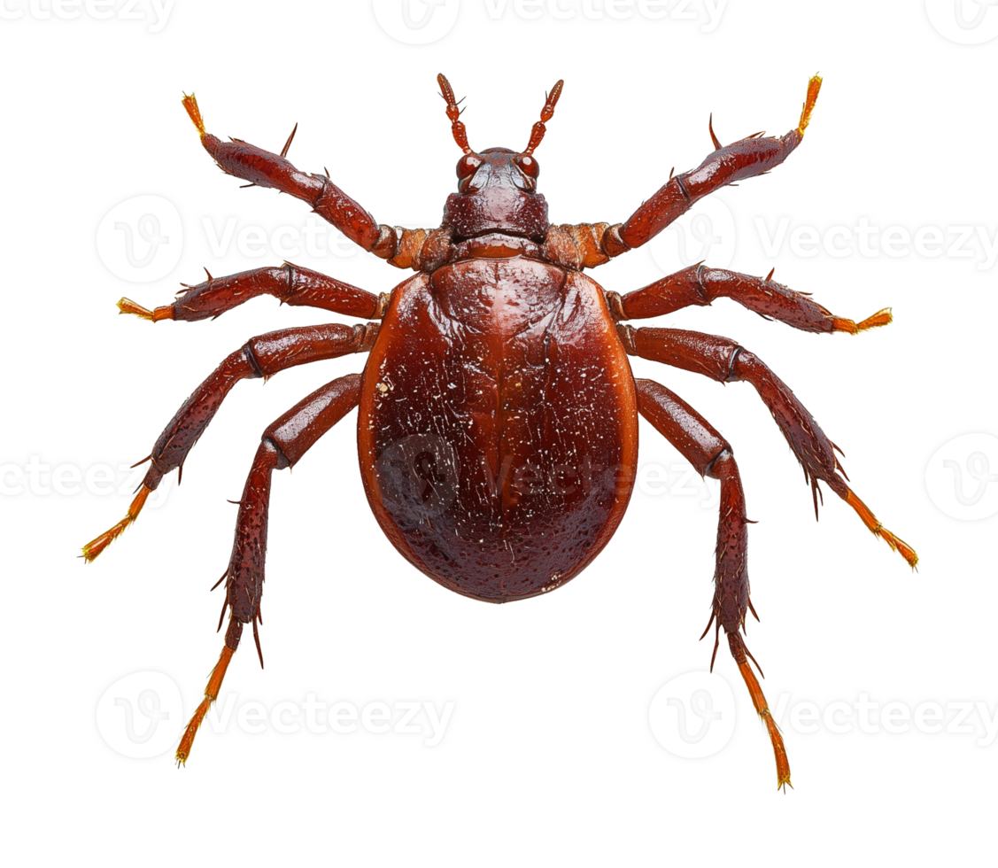Tick