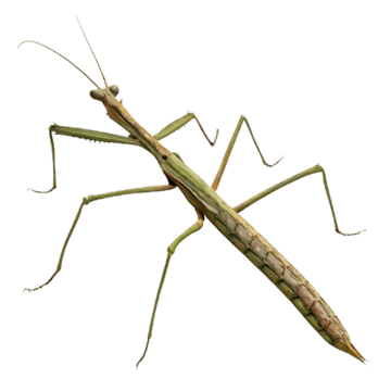 Walking Stick Bug