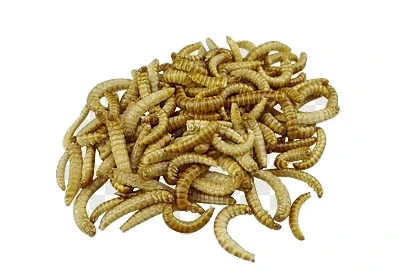 Yellow Mealworm