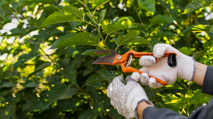 Gardener caring for plants and trees